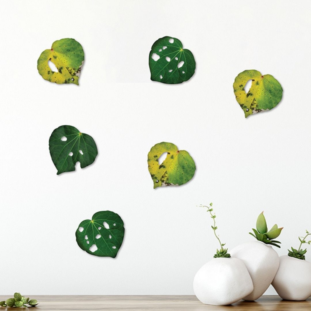 Kawakawa Leaves - Set of 6