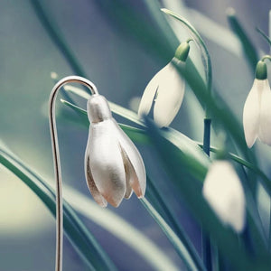 Exclusive Snowdrop Earrings - Sterling silver